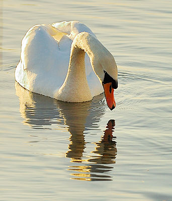 Me, a swan
